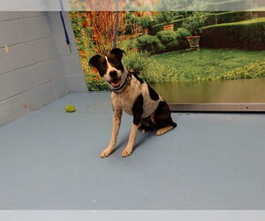 Parson Russell Terrier-Unknown Mix Dogs for adoption in Moreno Valley, CA, USA