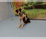 Small Parson Russell Terrier Mix
