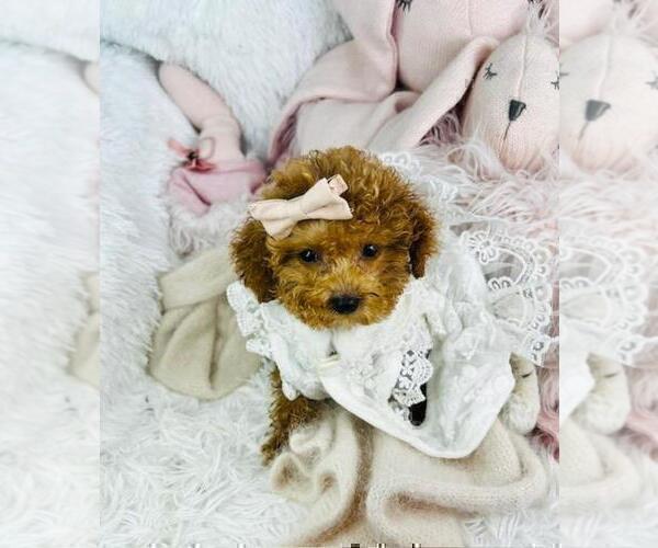 Medium Photo #23 Poodle (Toy) Puppy For Sale in DELRAY BEACH, FL, USA