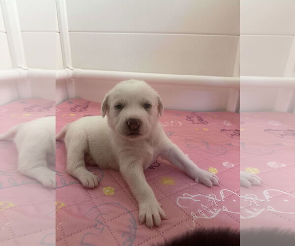 Medium Photo #15 Great Pyrenees-Unknown Mix Puppy For Sale in Houston, TX, USA