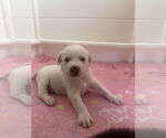 Small #14 Great Pyrenees Mix
