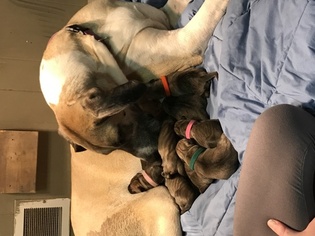 Mother of the Great Dane puppies born on 04/28/2017