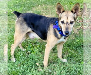 Raggle Dogs for adoption in Batavia, OH, USA