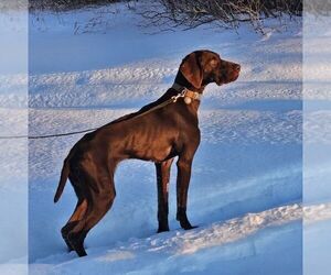 Father of the German Shorthaired Pointer puppies born on 02/06/2025