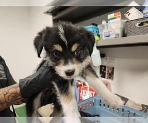 Mutt Dogs for adoption in Corona, CA, USA