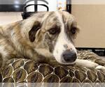 Small Anatolian Shepherd Mix