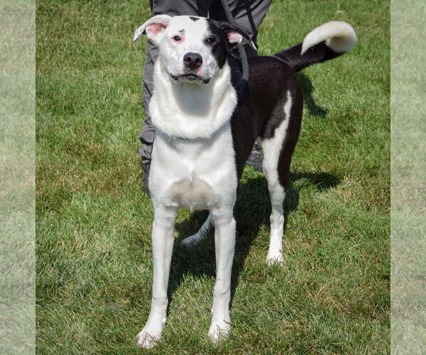 Medium Photo #2 Border Collie-Great Pyrenees Mix Puppy For Sale in Huntley, IL, USA