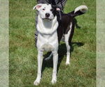 Small #1 Border Collie-Great Pyrenees Mix