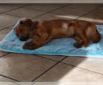 Small Photo #3 Colonial Cocker Spaniel-Unknown Mix Puppy For Sale in San Diego, CA, USA