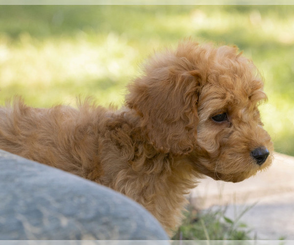 Medium Photo #5 Cavapoo (Miniature)-Goldendoodle Mix Puppy For Sale in SAINT MARYS, KS, USA
