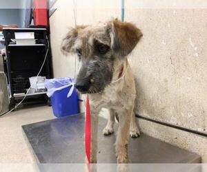 Mutt Dogs for adoption in Sebec, ME, USA