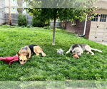 Small #3 German Shepherd Dog