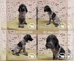 Puppy Girl 302126F06R German Shorthaired Pointer