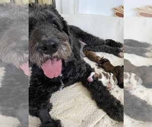Saint Berdoodle-Saint Bernard Mix Dog for Adoption in BEAVER FALLS, Pennsylvania USA