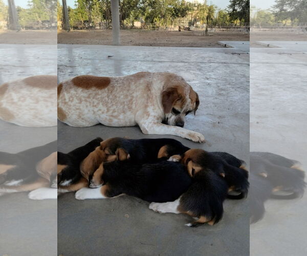 Medium Photo #2 Beabull Puppy For Sale in Apple Valley, CA, USA