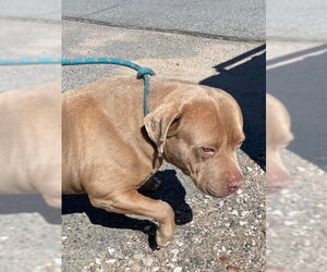 Mutt Dogs for adoption in HESPERIA, CA, USA