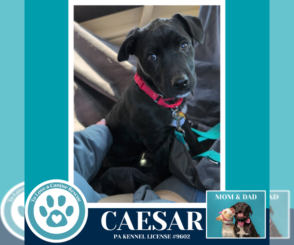 Medium Photo #2 Labrador Retriever-Unknown Mix Puppy For Sale in Kimberton, PA, USA