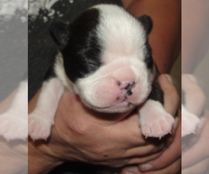 Boston Terrier Puppy for sale in CRKD RVR RNCH, OR, USA