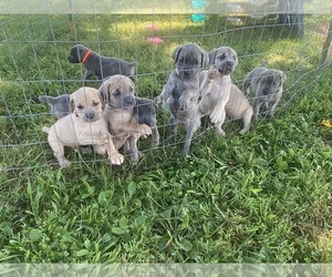 Cane Corso Puppy for sale in AUSTIN, KY, USA