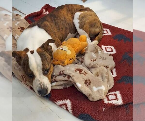 Medium Photo #3 Mutt Puppy For Sale in Cliffwood, NJ, USA