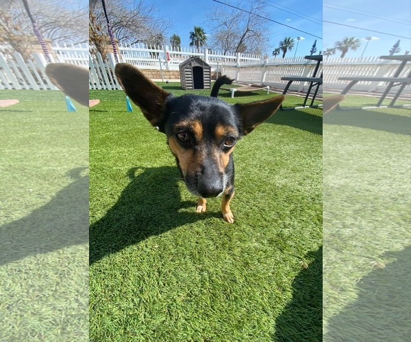 Medium Photo #7 Chihuahua-Unknown Mix Puppy For Sale in La Verne, CA, USA