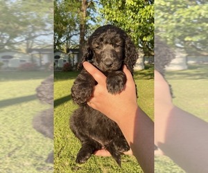 Poodle (Standard) Puppy for sale in DARDANELLE, AR, USA