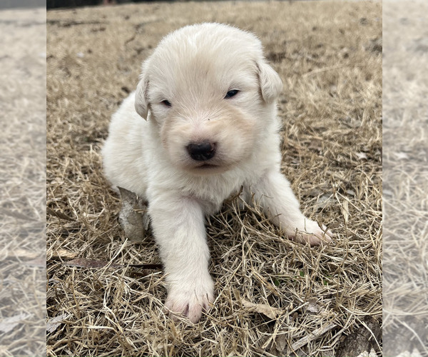 Medium Photo #1 Maremma Sheepdog Puppy For Sale in LECOMPTON, KS, USA
