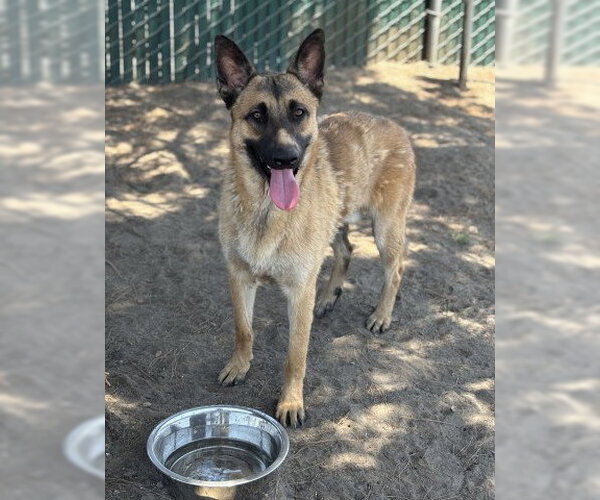Medium Photo #2 Mutt Puppy For Sale in San Bernardino, CA, USA