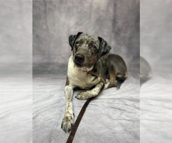 Medium Photo #1 Texas Heeler-Unknown Mix Puppy For Sale in Ogden, UT, USA