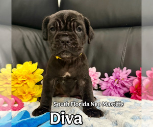 Neapolitan Mastiff Puppy for sale in MIAMI, FL, USA