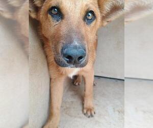 Collie-Unknown Mix Dogs for adoption in Oklahoma City, OK, USA