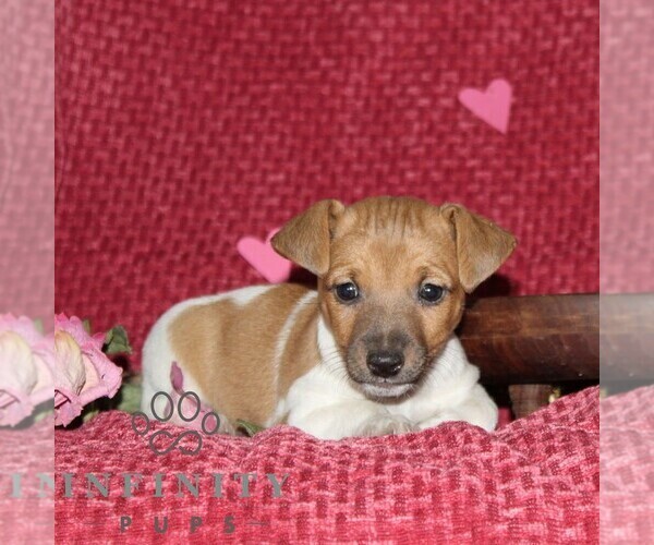 Medium Photo #3 Jack Russell Terrier Puppy For Sale in KIRKWOOD, PA, USA