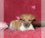 Small #2 Jack Russell Terrier