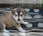 Small #3 Alaskan Klee Kai-Pomeranian Mix
