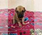 Small Photo #2 Great Dane Puppy For Sale in BRODHEAD, WI, USA