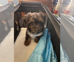 Yorkshire Terrier Puppy for sale in ATHENS, GA, USA