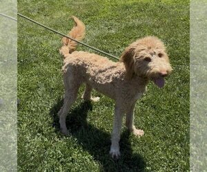 Poodle (Standard)-Unknown Mix Dogs for adoption in Minneapolis, MN, USA