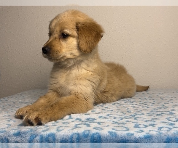 Medium Photo #9 Golden Retriever Puppy For Sale in FRANKLIN, IN, USA