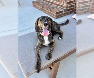 Mutt Dogs for adoption in Boston, MA, USA