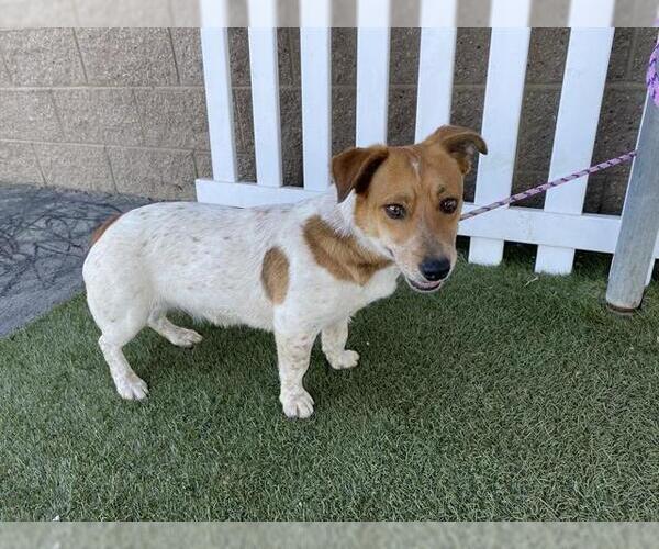 Medium Photo #1 Mutt Puppy For Sale in Modesto, CA, USA