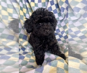 Poodle (Toy) Puppy for sale in Lexington, NC, USA