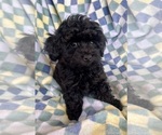 Small Poodle (Toy)