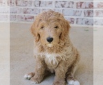Puppy Cinnamon Goldendoodle