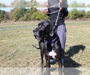 Great Dane Dogs for adoption in Chestertown, MD, USA