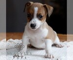 Small #3 Jack Russell Terrier