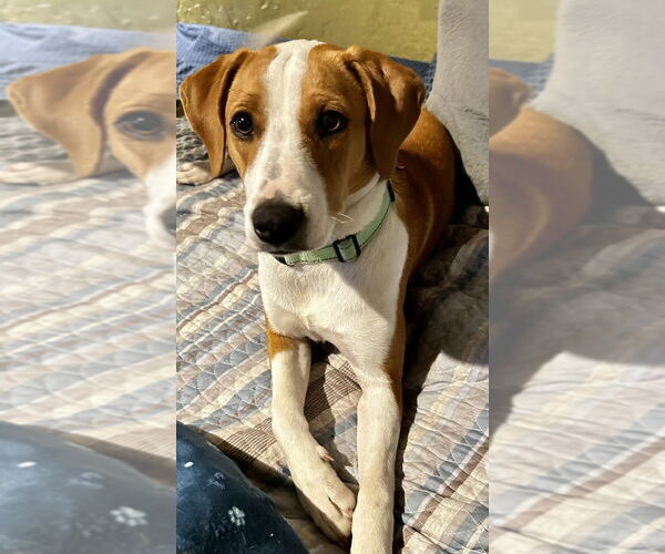 Medium Photo #7 Mutt Puppy For Sale in Boston, MA, USA