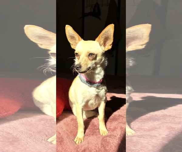 Medium Photo #1 Chihuahua-Unknown Mix Puppy For Sale in Texarkana, TX, USA