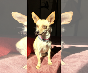 Chihuahua-Unknown Mix Dogs for adoption in Texarkana, TX, USA