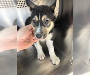 Mutt Dogs for adoption in Oak Bluffs, MA, USA