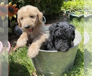 Labradoodle Puppy for Sale in GAINESVILLE, Georgia USA